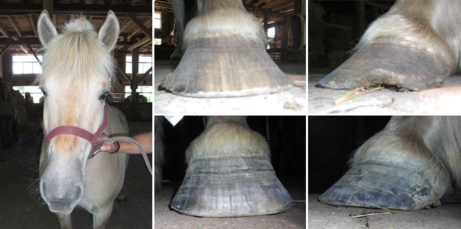 Baerli Wanderreitpferd