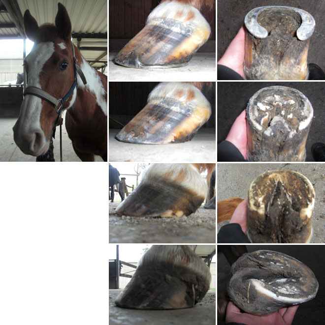 Breeze Umstellung Eisen auf Barhuf