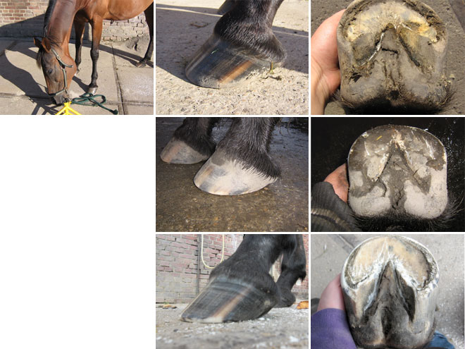 Conchita Hufrollenentzündung