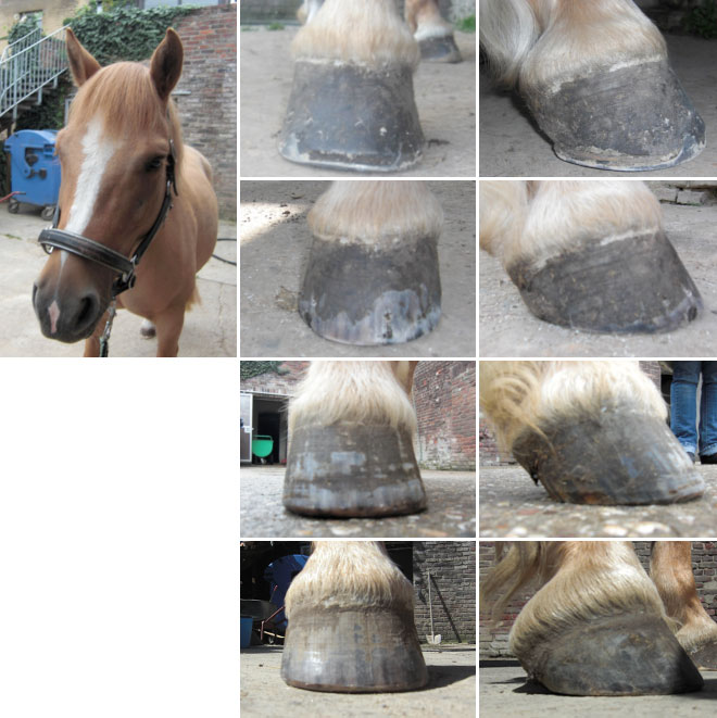 Donna Umstellung Eisen auf Barhuf